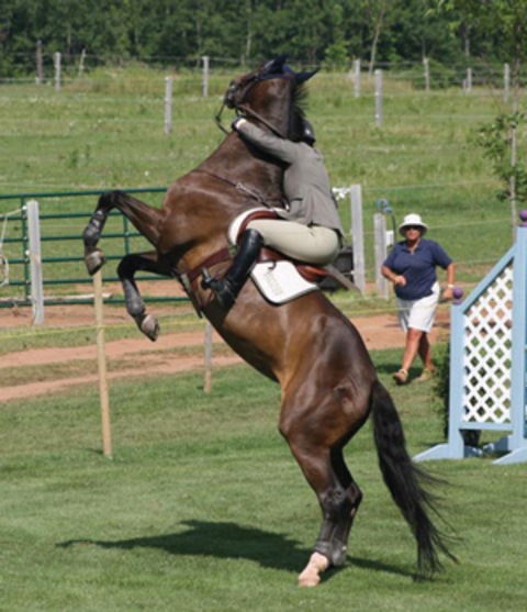 brown horse rearing with a rider in saddle and holding on to horse around the neck.