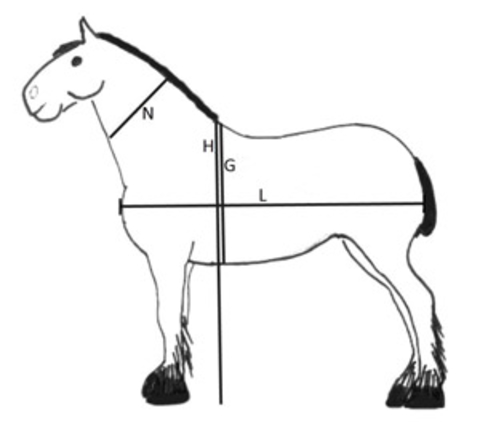 Horse body measurements