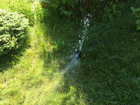 A lawn with an irrigation system that has a broken sprinkler head leaking water.