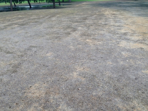 An expanse of dead turf in a park.