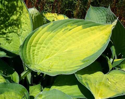 chartreuse hosta leaves with green edges