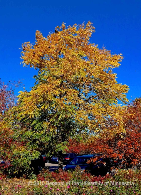 Tall tree with gold, yellow and green leaves against a blue sky in autumn.