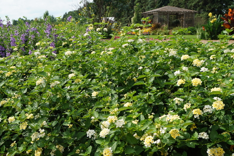 Yellow and white lantana at the foreground of a garden landscape.