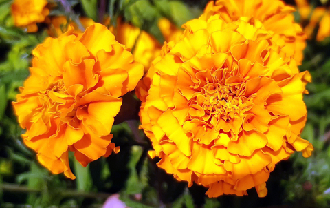 Two bright marigold flowers in a garden.