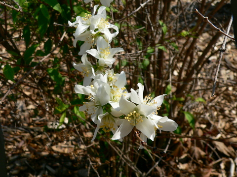 White pointed flowers with visible yellow stamens of ‘Buckley’s Quill’ mockorange