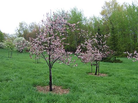 Two small trees with pink blossoms in green grass.