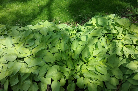 Messy mass of bright green hosta plants next to a lawn.
