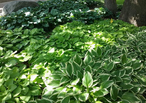 Blue-green, chartreuse and variegated hostas underneath oaks trees.