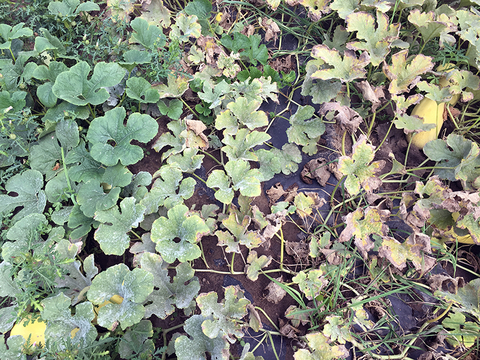 Field of squash plants with downy mildew.