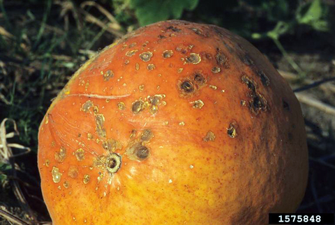 An orange pumpkin with tan lesions caused by anthracnose.