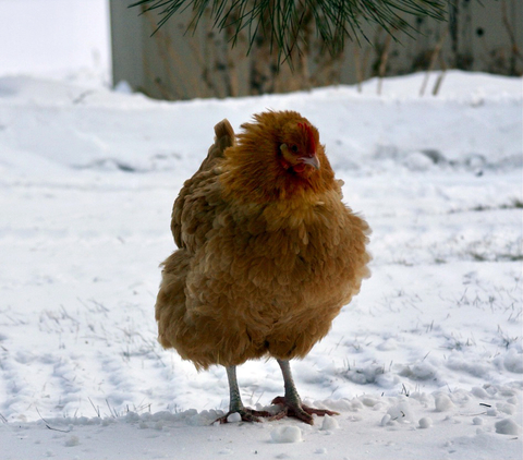 Chicken puffing its feathers in the snow.