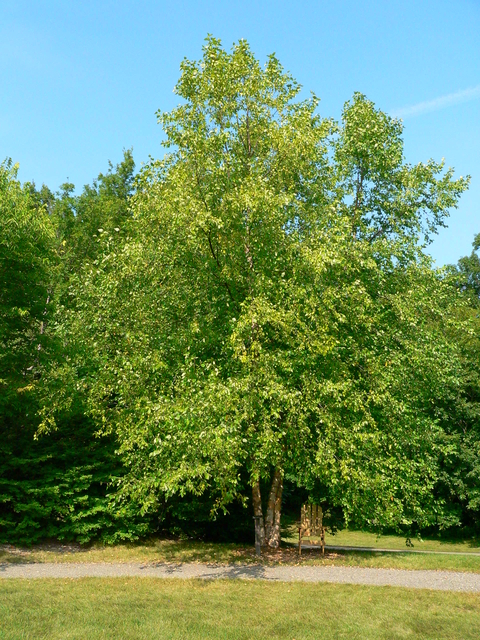 Large multi-stemmed Heritage river birch tree in summer with Adirondack chair underneath the canopy