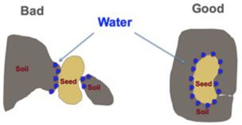 graphic of a seed with soil contacting it, and one without good soil contact, illustrating more surface area for water to access the seed