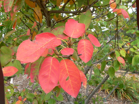 A branch of ‘Autumn Brilliance’ serviceberry with red fall color