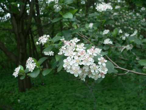 Five-petaled white flowers of serviceberry