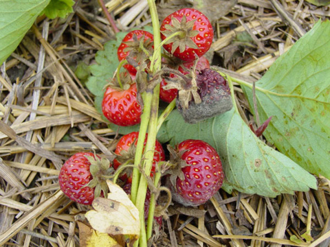 A bunch of strawberries on stems in garden with gray mold visible on two berries laying on straw.