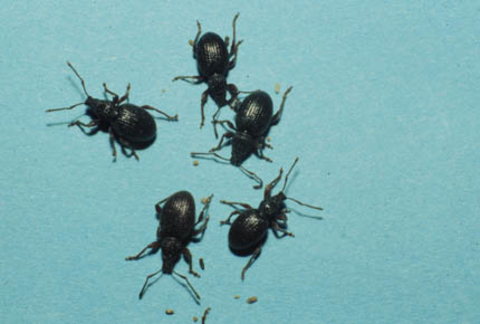 Five black beetles with elongated snouts, two antennae and six legs each