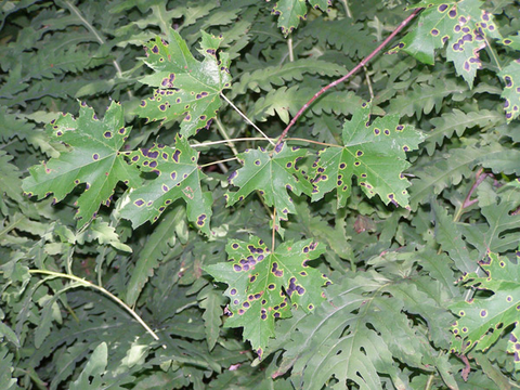 dark shiny spots in clusters on maple leaves laying on a bed of other plant leaves