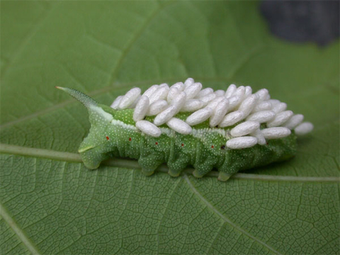 A green caterpillar on a green leaf with several white cocoons on its back.