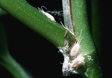 Whitish insects with several white hair seen on the green stems of a plant with powdery white residue