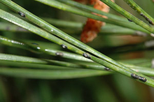 Black spots on green pine needles