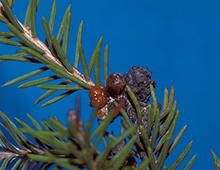 Brown sticky clumps on a spruce branch