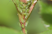 Green aphids on a rose stem