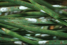White cottony patches on green pine needles