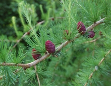 Tamarack cones, foliage and new growth