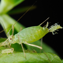 A green female aphid giving birth to an identical young aphid.