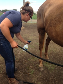 Individual applying fly spray to the horse's legs.