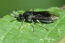 A black fly with clear wings on a leaf