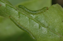 Two green caterpillar-like larvae blending into the color of the leaf and feeding on the edges of a green azalea leaf 