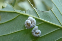 Two fuzzy, white curled-up caterpillar-like larvae on a damaged green leaf