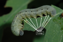 Light green caterpillar with eight pairs of leg-like structures