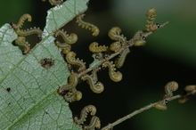 Sawflies on alder showing defensive posture.