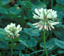 White clover leaves and flower.