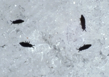 Four black-colored flea-like insects on snow.