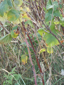 Yellowing leaves on raspberry canes with spur blight.