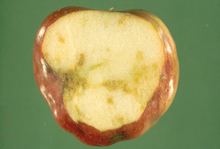 An apple with brown rotting pulp