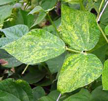 Green leaves with lots with yellow spots
