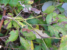 Brown spots and patches on raspberry leaves