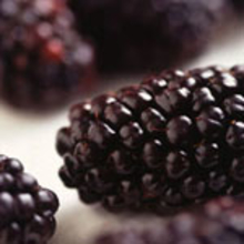 Blackberry fruits