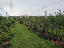 A half-acre of blueberries under an exclusion netting structure.