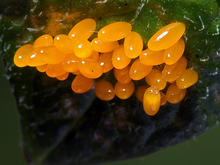 Cluster of yellow eggs on the underside of a leaf.