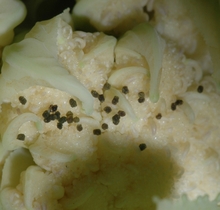 Brownish droppings of caterpillar on cauliflower florets.