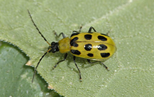 A yellow beetle with several black spots on its back