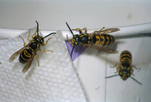 three yellowjackets on a paper napkin and paper cup