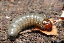 Shiny whitish cutworm with a red head.