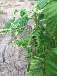 Glyphosate injury on raspberry leaves
